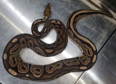 animal image