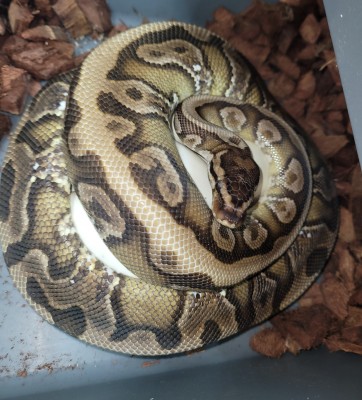 animal image