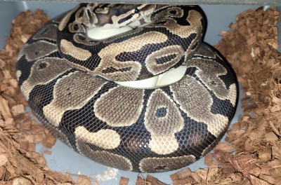 animal image