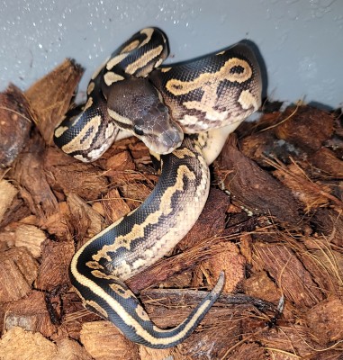 animal image
