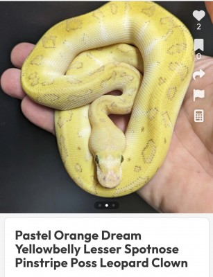 animal image
