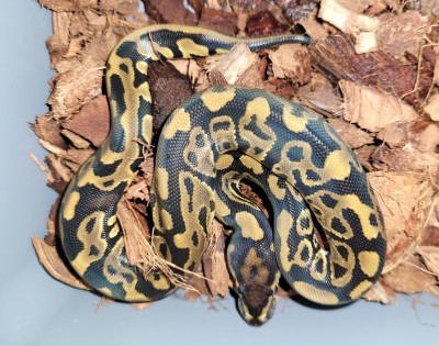 animal image