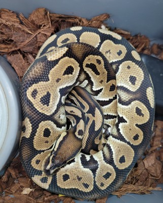 animal image