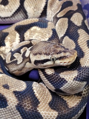 animal image