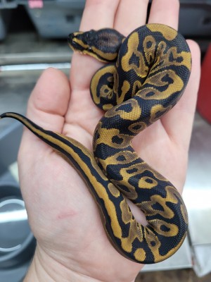 animal image