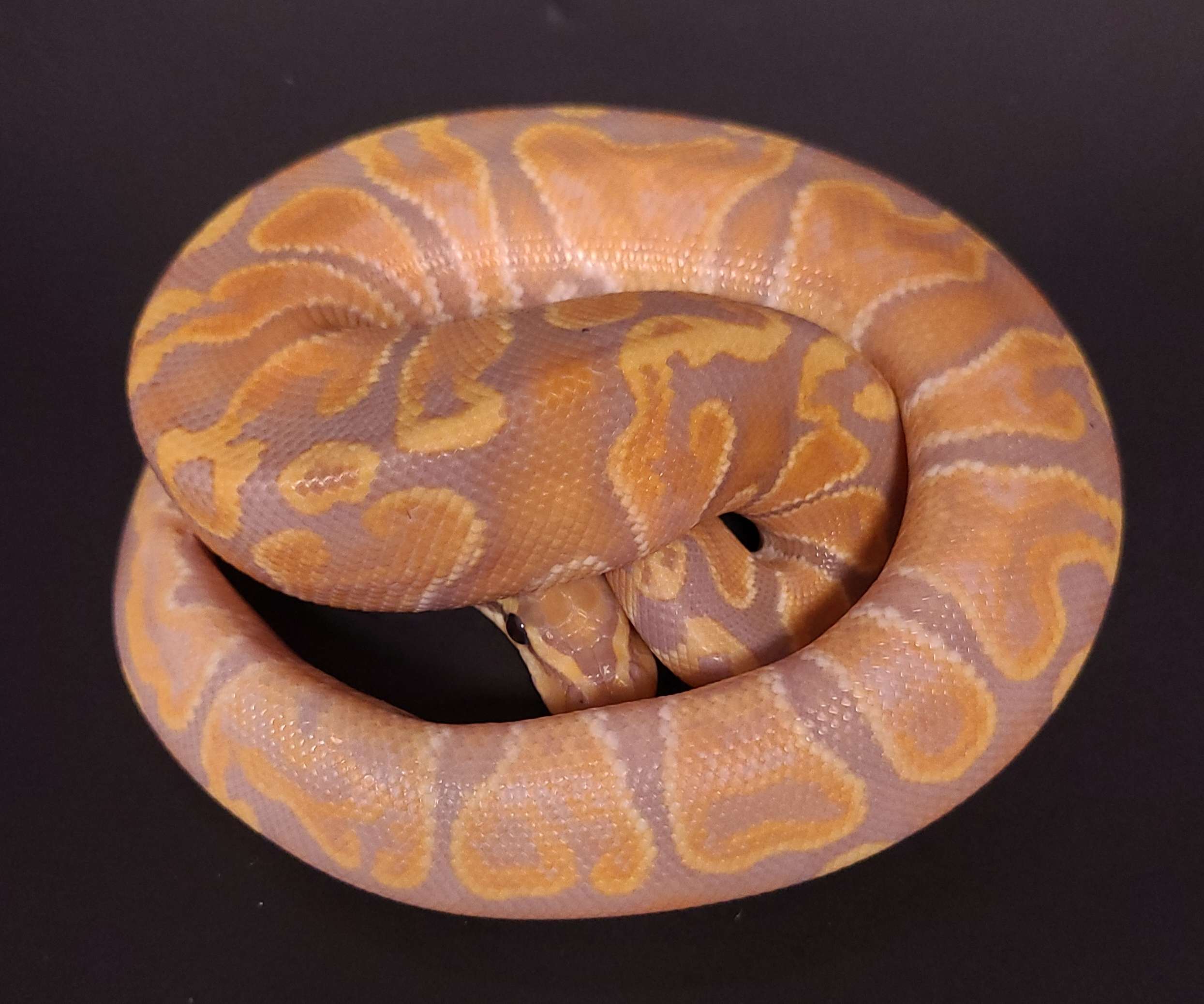 animal image