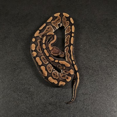 animal image