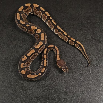 animal image