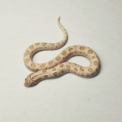 animal image