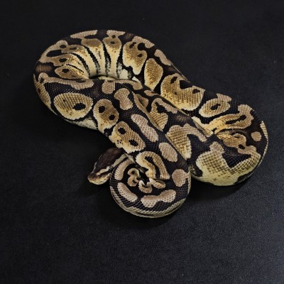 animal image
