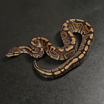 animal image