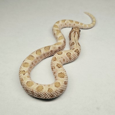 animal image