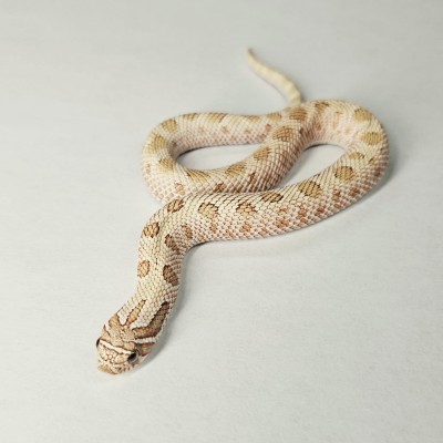 animal image