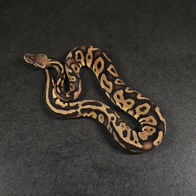 animal image