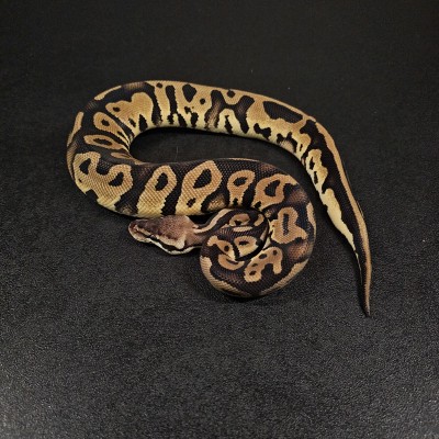 animal image