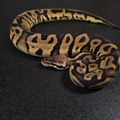 animal image