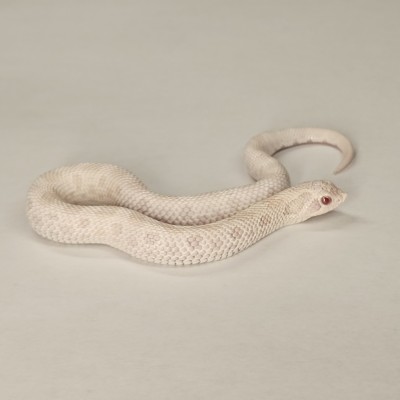 animal image