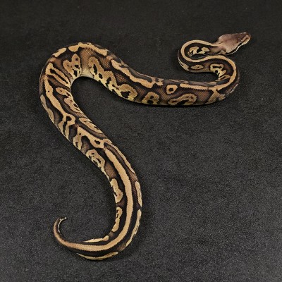 animal image