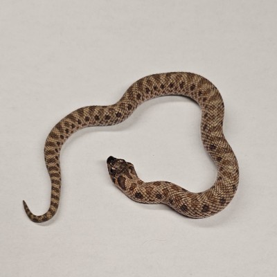 animal image