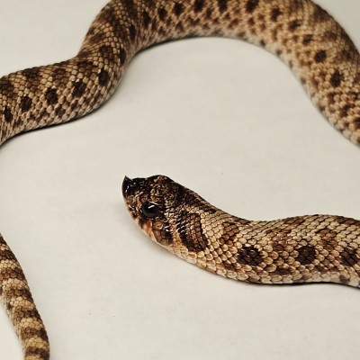 animal image