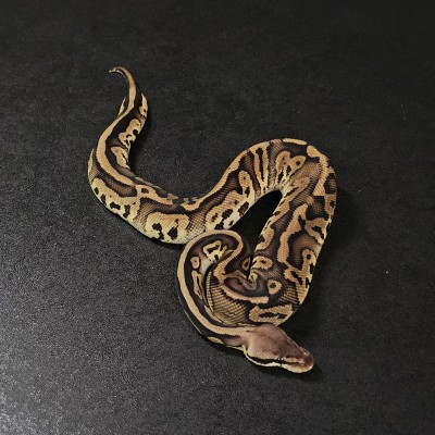 animal image