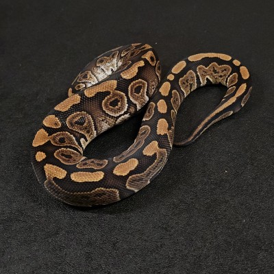 animal image