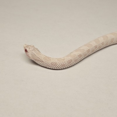 animal image