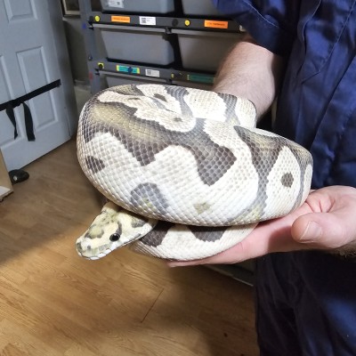 animal image