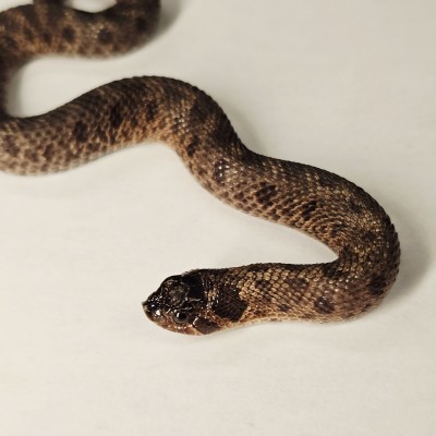 animal image