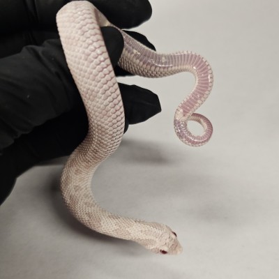 animal image