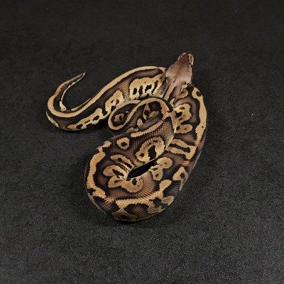 animal image