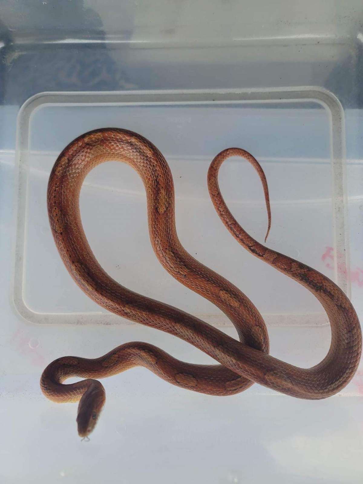 animal image