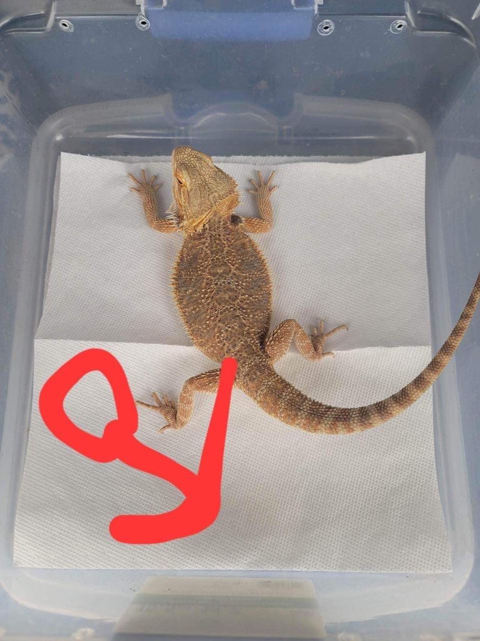 animal image