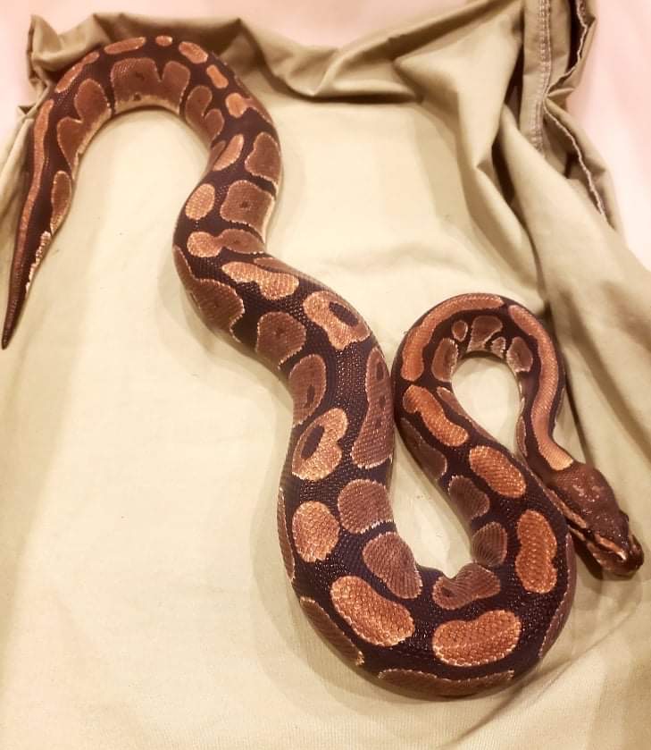 Drogo