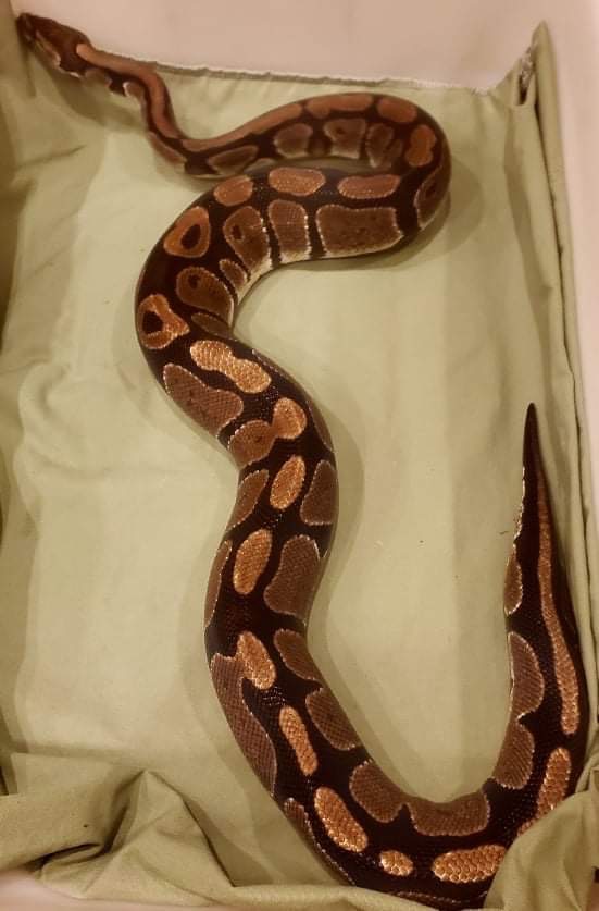 animal image