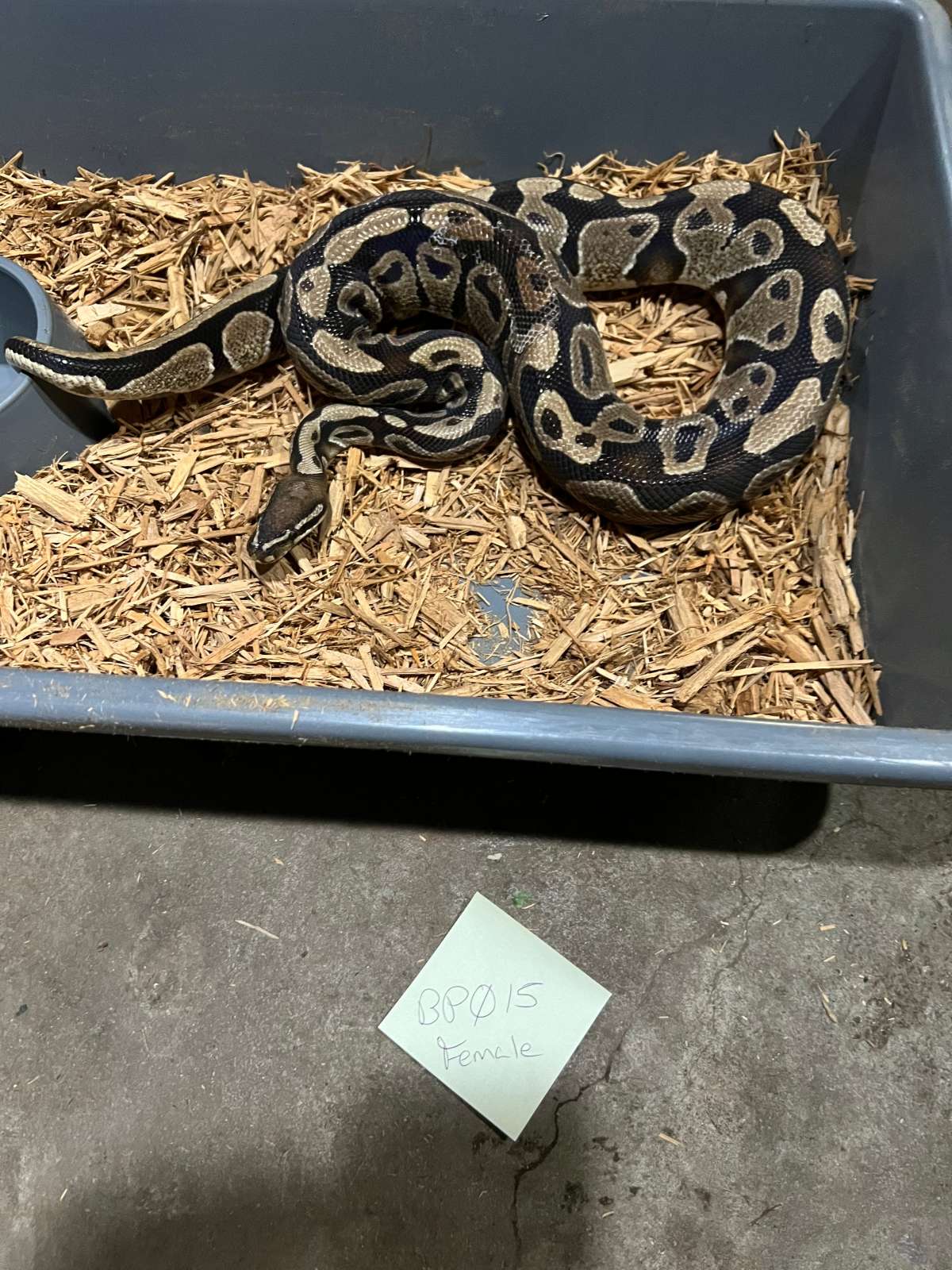 animal image