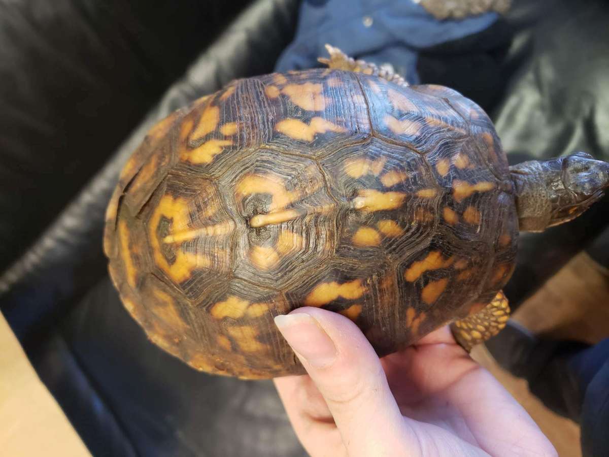animal image