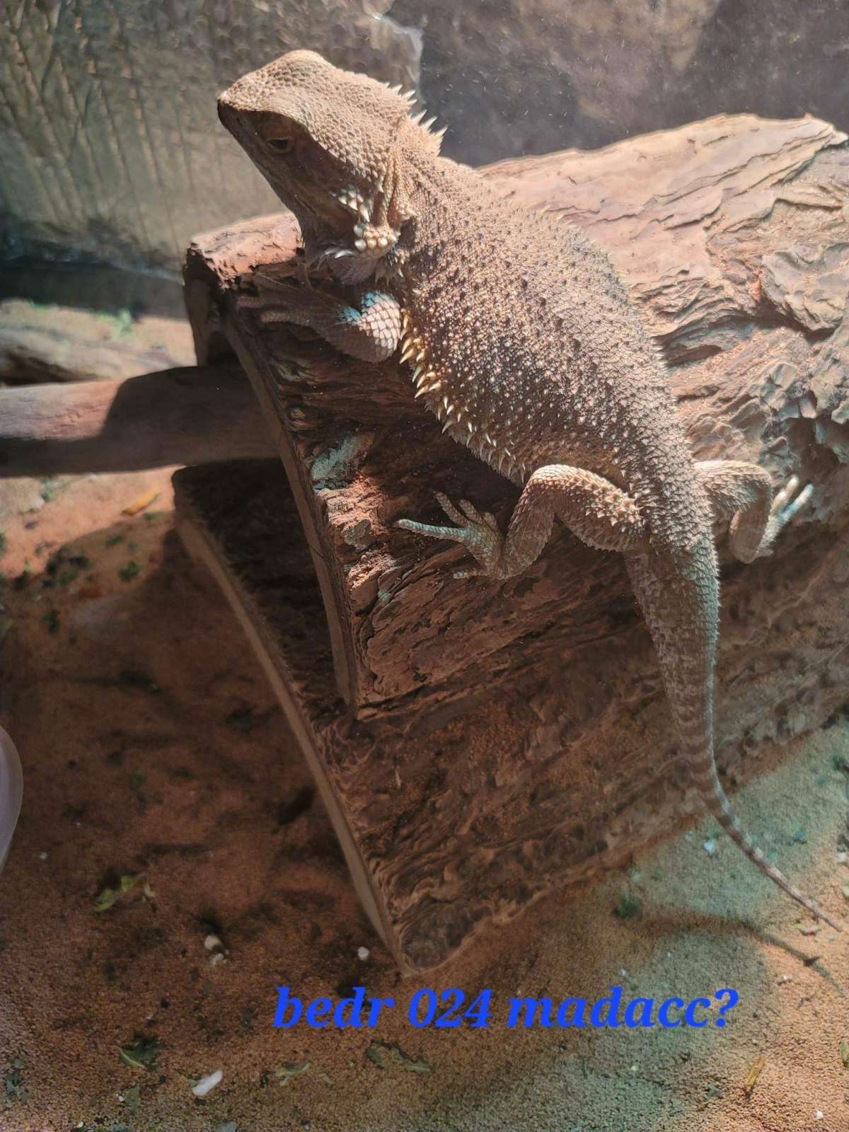 animal image