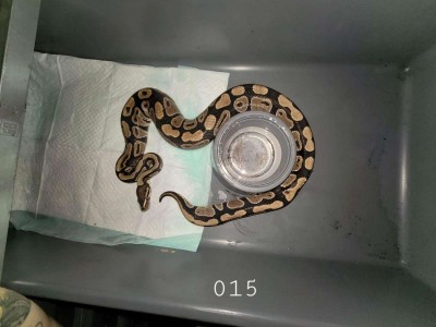 animal image