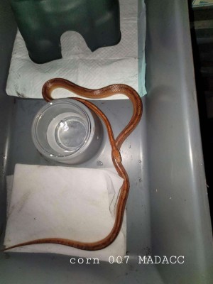 animal image