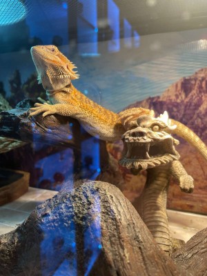 animal image