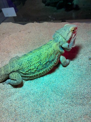 animal image