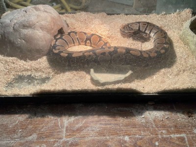 animal image