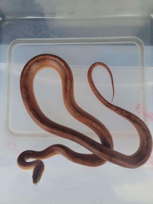 animal image