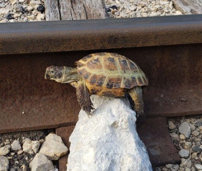 animal image