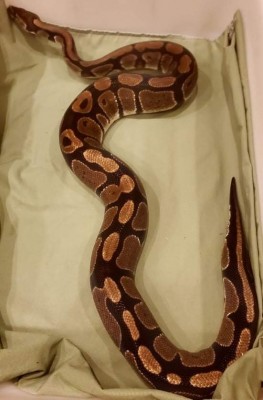 animal image