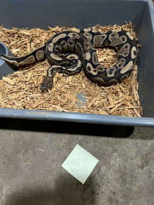 animal image