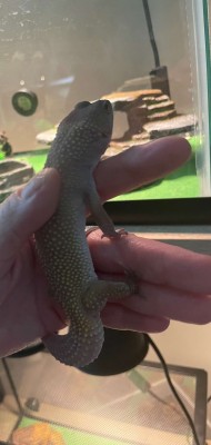 animal image