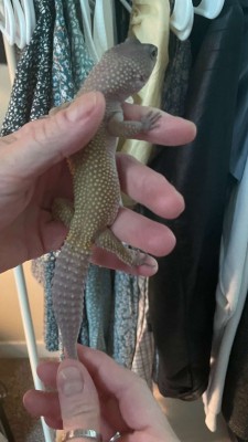 animal image