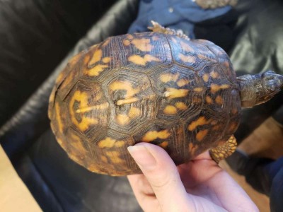 animal image